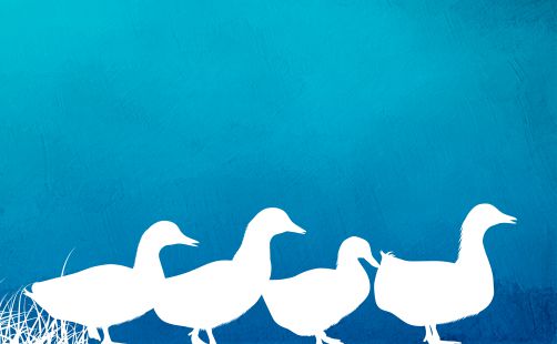 Lakeside Success Estate - Colour Palette with duck silhouette - Blue